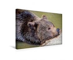 Calvendo Premium Textil-Leinwand 45 cm x 30 cm quer, BraunbÃ¤r | Wandbild, Bild auf Keilrahmen, Fertigbild auf echter Leinwand, Leinwanddruck Tiere Tiere
