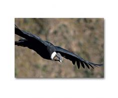 Premium Textil-Leinwand 90 x 60 cm Quer-Format Andenkondor, Colca Canyon, Peru | Wandbild, HD-Bild auf Keilrahmen, Fertigbild auf hochwertigem Vlies, Leinwanddruck von Â© viaje.ch