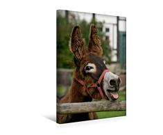 Calvendo Premium Textil-Leinwand 30 cm x 45 cm hoch, Lachender Esel | Wandbild, Bild auf Keilrahmen, Fertigbild auf echter Leinwand, Leinwanddruck Tiere Tiere