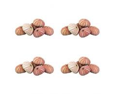 NW Großhändler – Natur Seeigel-Muscheln für Home Decor, Strand eingerichtet, Terrarien, Air Pflanzen, Arts & Crafts Bundle of 24 Rose