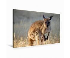 Calvendo Premium Textil-Leinwand 75 cm x 50 cm Quer KÃ¤nguru | Wandbild, Bild auf Keilrahmen, Fertigbild auf Echter Leinwand, Leinwanddruck Orte Orte