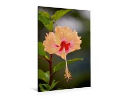 Calvendo Premium Textil-Leinwand 80 cm x 120 cm hoch, EIN Motiv aus dem Kalender Zarte SchÃ¶nheiten - Herrliche HibiskusblÃ¼ten | Wandbild, Bild auf Keilrahmen. Leinwand, Leinwanddruck Natur Natur