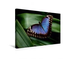 Calvendo Premium Textil-Leinwand 45 cm x 30 cm Quer, Blauer Morphofalter auf grÃ¼nem Blatt | Wandbild, Bild auf Keilrahmen, Fertigbild auf Echter Leinwand, Leinwanddruck: Schmetterling Natur Natur
