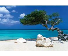 Makie, Tom - Beaches, Divi Divi Tree - Beach Poster Foto Strand Palmen Meer Paradies Grösse 91,5x61