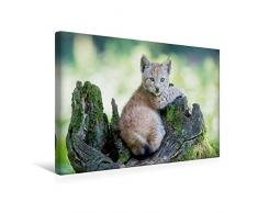 Calvendo Premium Textil-Leinwand 45 cm x 30 cm quer, Luchswelpe | Wandbild, Bild auf Keilrahmen, Fertigbild auf echter Leinwand, Leinwanddruck Tiere Tiere