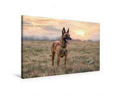 Premium Textil-Leinwand 75 x 50 cm Quer-Format Malinois - Belgische EnergiebÃ¼ndel | Wandbild, HD-Bild auf Keilrahmen, Fertigbild auf hochwertigem Vlies, Leinwanddruck von Martina Wrede