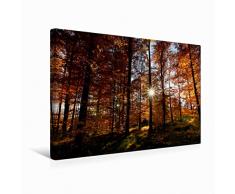 Calvendo Premium Textil-Leinwand 45 cm x 30 cm quer Herbstwald | Wandbild, Bild auf Keilrahmen, Fertigbild auf echter Leinwand, Leinwanddruck: Herbstwald mit Sonne Natur Natur