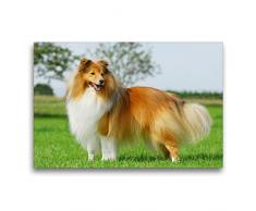 Premium Textil-Leinwand 75 x 50 cm Quer-Format Sheltie 2017 | Wandbild, HD-Bild auf Keilrahmen, Fertigbild auf hochwertigem Vlies, Leinwanddruck von Sigrid Starick