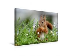 Premium Textil-Leinwand 45 x 30 cm Quer-Format Lucien in der Blumenwiese | Wandbild, HD-Bild auf Keilrahmen, Fertigbild auf hochwertigem Vlies, Leinwanddruck von Tine Meier