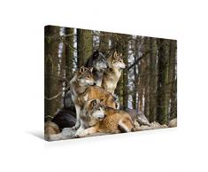 Premium Textil-Leinwand 45 x 30 cm Quer-Format Wolfsrudel | Wandbild, HD-Bild auf Keilrahmen, Fertigbild auf hochwertigem Vlies, Leinwanddruck von Cloudtail the Snow Leopard