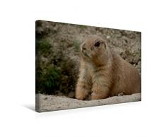 Premium Textil-Leinwand 45 x 30 cm Quer-Format Der PrÃ¤riehunde-Geburtstagskalender | Wandbild, HD-Bild auf Keilrahmen, Fertigbild auf hochwertigem Vlies, Leinwanddruck von Antje Lindert-Rottke