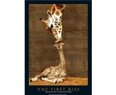 Giraffes - First Kiss - Natur Poster Foto Giraffen - Grösse 61x91,5 cm