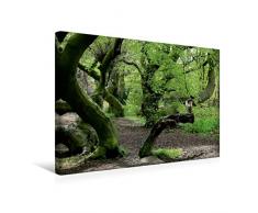 Calvendo Premium Textil-Leinwand 45 cm x 30 cm quer, Amselausguck im Mai | Wandbild, Bild auf Keilrahmen, Fertigbild auf echter Leinwand, Leinwanddruck Natur Natur