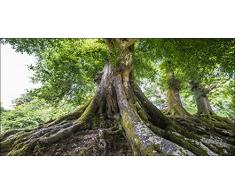 Pro-Art g1711n Wandbild Giclée Tree of Life 60 x 30 cm