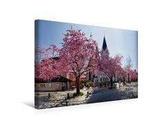 Premium Textil-Leinwand 45 x 30 cm Quer-Format KirschbaumblÃ¼te auf dem Domplatz von EichstÃ¤tt | Wandbild, HD-Bild auf Keilrahmen, Fertigbild auf hochwertigem Vlies, Leinwanddruck von Michael Rucker