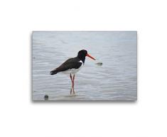 Calvendo Premium Textil-Leinwand 45 cm x 30 cm Quer, Austernfischer in der Nordsee | Wandbild, Bild auf Keilrahmen, Fertigbild auf Echter Leinwand, Leinwanddruck: Wasservögel und Vögel Natur Natur