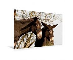 Premium Textil-Leinwand 120 x 80 cm Quer-Format Esel unter sich | Wandbild, HD-Bild auf Keilrahmen, Fertigbild auf hochwertigem Vlies, Leinwanddruck von Meike Bölts