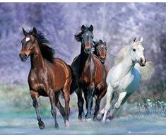 empireposter Pferde - Running - Mini Poster Natur Poster Foto Pferde - Grösse 50x40 cm