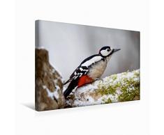 Calvendo Premium Textil-Leinwand 45 cm x 30 cm Quer Buntspecht | Wandbild, Bild auf Keilrahmen, Fertigbild auf Echter Leinwand, Leinwanddruck