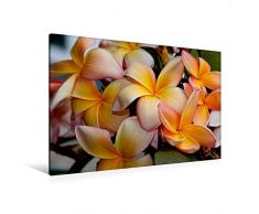 Calvendo Premium Textil-Leinwand 120 cm x 80 cm quer, Frangipani | Wandbild, Bild auf Keilrahmen, Fertigbild auf echter Leinwand, Leinwanddruck Natur Natur