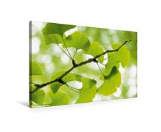 Calvendo Premium Textil-Leinwand 75 cm x 50 cm quer, Gingko biloba - der Heilige Baum | Wandbild, Bild auf Keilrahmen, Fertigbild auf echter Leinwand, Leinwanddruck Natur Natur