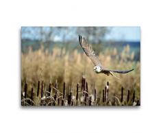 Calvendo Premium Textil-Leinwand 75 x 50 cm Quer-Format WÃ¼rgfalke | Wandbild, HD-Bild auf Keilrahmen, Fertigbild auf hochwertigem Vlies, Leinwanddruck von Diane Jordan Tiere Tiere