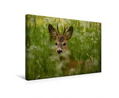 Premium Textil-Leinwand 45 x 30 cm Quer-Format Versteck in der Wiese | Wandbild, HD-Bild auf Keilrahmen, Fertigbild auf hochwertigem Vlies, Leinwanddruck von Sabine Grahneis