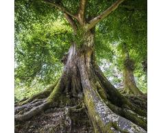 Pro-Art gla905a Wandbild Glas-Art Tree of life, 30 x 30 cm