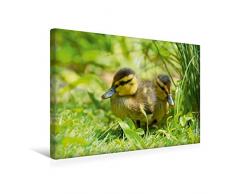 Calvendo Premium Textil-Leinwand 45 cm x 30 cm quer, Stockenten-Küken | Wandbild, Bild auf Keilrahmen, Fertigbild auf echter Leinwand, Leinwanddruck: Kleine Entenküken in der Wiese Tiere Tiere