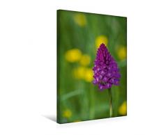 Calvendo Premium Textil-Leinwand 30 cm x 45 cm hoch, Ein Motiv aus Dem Kalender Zauber der Natur - Heimische Orchideen und Wiesenblumen | Wandbild, Bild auf Leinwand, Leinwanddruck Natur Natur