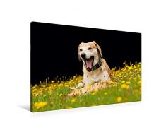 Calvendo Premium Textil-Leinwand 90 cm x 60 cm quer, EIN lustiges Spielzeug | Wandbild, Bild auf Keilrahmen, Fertigbild auf echter Leinwand, Leinwanddruck: Azawakh-Ridgeback Hund Tiere Tiere