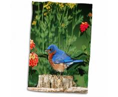 3dRose Eastern Bluebird Männlicher auf Holzzaun in der Nähe von Garten, Lantana und Rue, Mehrfarbig, 38,1 x 55,9 cm