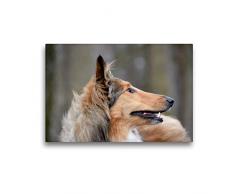 Premium Textil-Leinwand 45 x 30 cm Quer-Format Highland Hawk Fame immer aufmerksam | Wandbild, HD-Bild auf Keilrahmen, Fertigbild auf hochwertigem Vlies, Leinwanddruck von Andreas und Marina Zimmermann Fotografie GbR