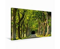Premium Textil-Leinwand 75 x 50 cm Quer-Format Rügens Alleen | Wandbild, HD-Bild auf Keilrahmen, Fertigbild auf hochwertigem Vlies, Leinwanddruck von Nordbilder Fotografie aus Leidenschaft