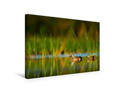Premium Textil-Leinwand 45 cm x 30 cm quer Enten im stillen Wasser