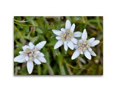 Calvendo Premium Textil-Leinwand 120 cm x 80 cm quer, EdelweiÃ | Wandbild, Bild auf Keilrahmen, Fertigbild auf echter Leinwand, Leinwanddruck: Leontopodium alpinum Natur Natur