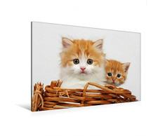 Premium Textil-Leinwand 120 x 80 cm Quer-Format Zwei junge Katzen im Korb | Wandbild, HD-Bild auf Keilrahmen, Fertigbild auf hochwertigem Vlies, Leinwanddruck von Klaus Eppele