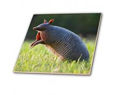 3dRose Nine-Banded Armadillo Wildlife Testing The Air – Us44 Ldi1000 – Larry Ditto – Keramikfliese, 30,5 cm (ct_147090_4)