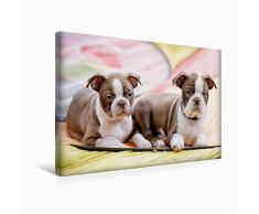 Premium Textil-Leinwand 45 x 30 cm Quer-Format Colored Boston Terrier Geschwister Red/White | Wandbild, HD-Bild auf Keilrahmen, Fertigbild auf hochwertigem Vlies, Leinwanddruck von Nicola Kassat Fotografie