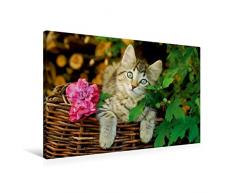 Premium Textil-Leinwand 90 x 60 cm Quer-Format Niedliches junges Kätzchen auf einem Weidenkorb | Wandbild, HD-Bild auf Keilrahmen, Fertigbild auf hochwertigem Vlies, Leinwanddruck von Katho Menden