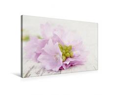 Calvendo Premium Textil-Leinwand 75 cm x 50 cm Quer, Zart Violette BlÃ¼mchen | Wandbild, Bild auf Keilrahmen, Fertigbild auf Echter Leinwand, Leinwanddruck: Sommerimpressionen Menschen Menschen