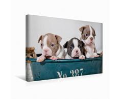 Premium Textil-Leinwand 45 x 30 cm Quer-Format Colored Boston Terrier Geschwister Lilac und Blue / White | Wandbild, HD-Bild auf Keilrahmen, Fertigbild auf hochwertigem Vlies, Leinwanddruck von Nicola Kassat Fotografie