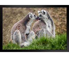 Poster Gießerei Lemurs in Love Fotokunst Kunstdruck Foto Art Print 20x14 inches Framed Poster