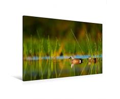 Premium Textil-Leinwand 120 x 80 cm Quer-Format Enten im stillen Wasser | Wandbild, HD-Bild auf Keilrahmen, Fertigbild auf hochwertigem Vlies, Leinwanddruck von Rose Hurley