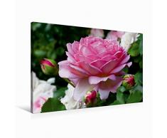 Premium Textil-Leinwand 90 x 60 cm Quer-Format Englische Rosen im Garten | Wandbild, HD-Bild auf Keilrahmen, Fertigbild auf hochwertigem Vlies, Leinwanddruck von Martina Cross