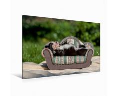 Premium Textil-Leinwand 120 x 80 cm Quer-Format Border Collie Welpe liegt auf kleinem Sofa | Wandbild, HD-Bild auf Keilrahmen, Fertigbild auf hochwertigem Vlies, Leinwanddruck von Andrea Mayer Tierfotografie