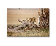 Premium Textil-Leinwand 90 x 60 cm Quer-Format Afrika: Erwachende Löwin | Wandbild, HD-Bild auf Keilrahmen, Fertigbild auf hochwertigem Vlies, Leinwanddruck von Angelika Stern