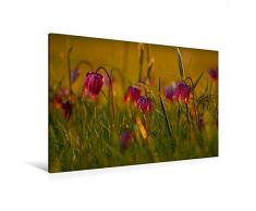 Premium Textil-Leinwand 120 x 80 cm Quer-Format Kleine Laternen - Schachbrettblumen im Abendlicht | Wandbild, HD-Bild auf Keilrahmen, Fertigbild auf hochwertigem Vlies, Leinwanddruck von Pörli Won