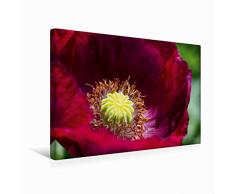 Calvendo Premium Textil-Leinwand 45 cm x 30 cm quer Dunkelroter Mohn im Garten | Wandbild, Bild auf Keilrahmen, Fertigbild auf echter Leinwand, Leinwanddruck Natur Natur