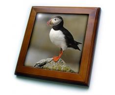 3dRose FT 90746 _ 1 Atlantic Papageientaucher Vögel, Machias Dichtung ISL, me-us20 krs0031-keith und Rebecca Snell-Framed Fliesen, 8 von 20,3 cm